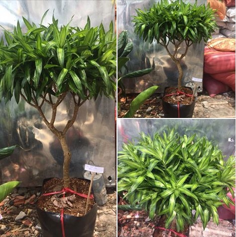 cây trúc bách hợp