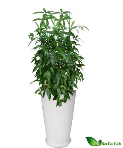 Cây trúc nhật
