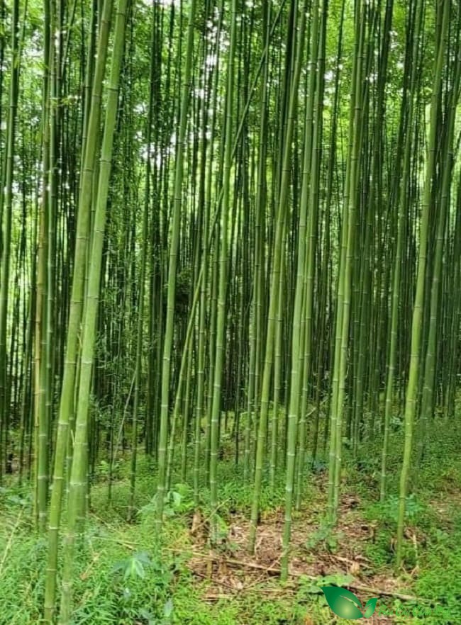 Cây truc sao
