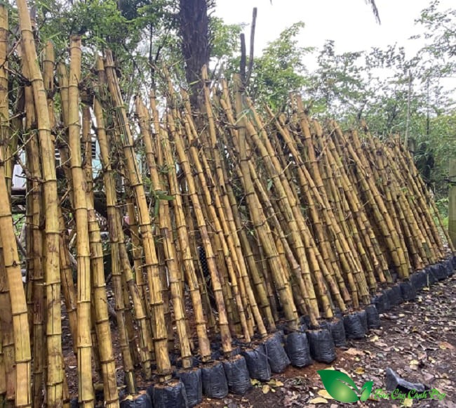 Cây trúc vàng trồng hàng rào