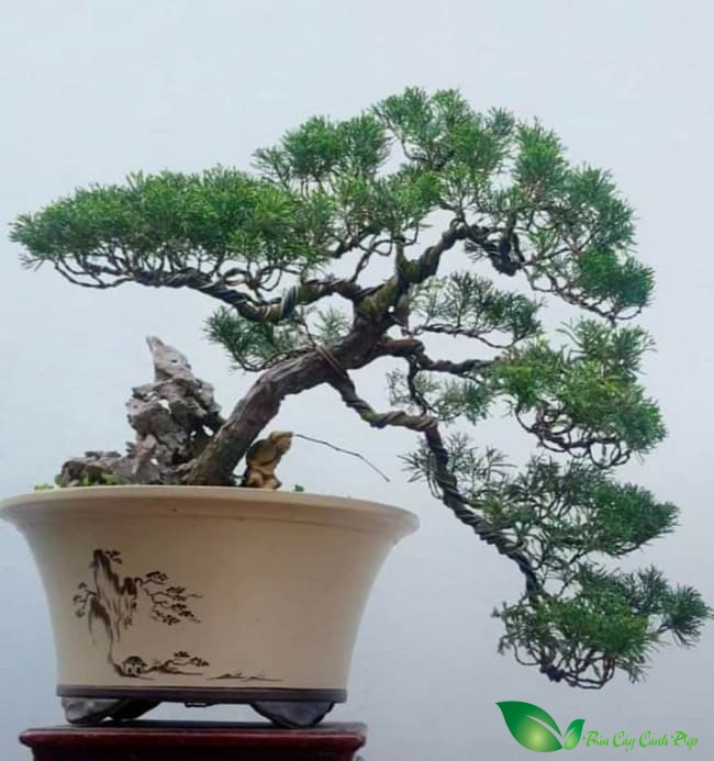 cây tùng cối đẹp