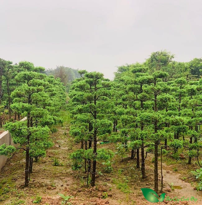Cây tùng cối