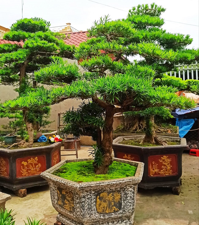 cay tung la han