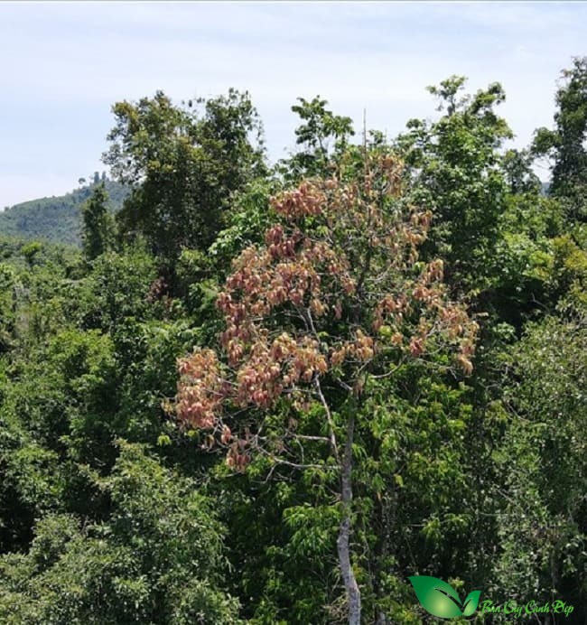 Cây ươi