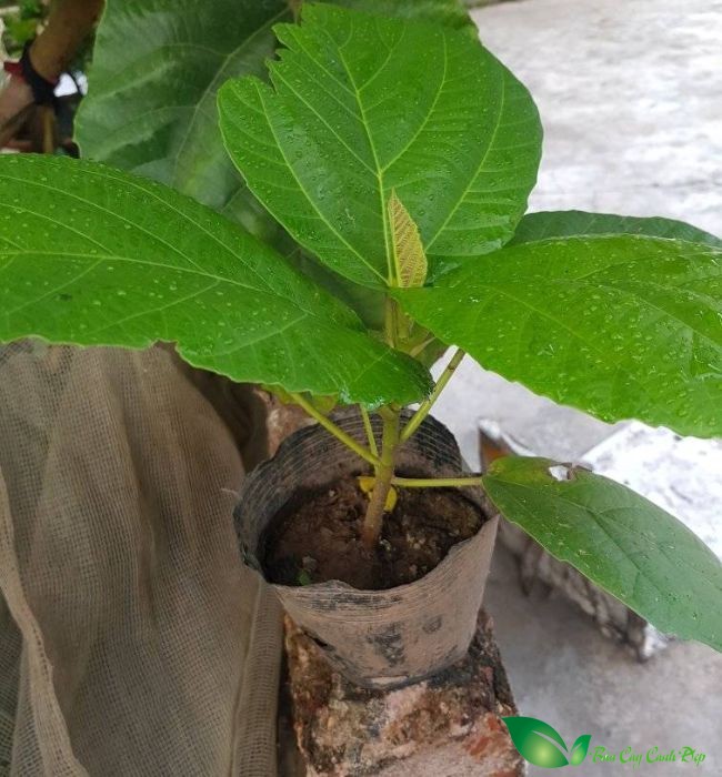 Cây Vả giống