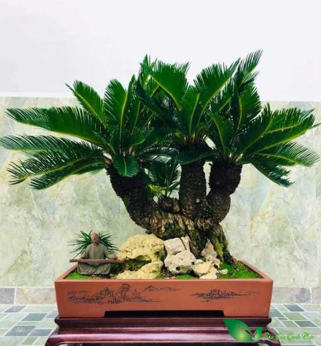cây vạn tuế bonsai