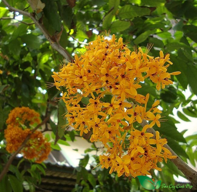 Cây vàng anh lá lon