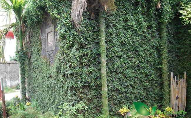 cây vảy ốc bò kín nhà xấu xí