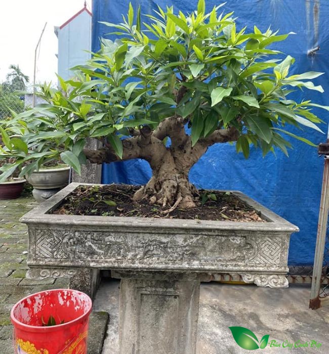 cây vối bonsai