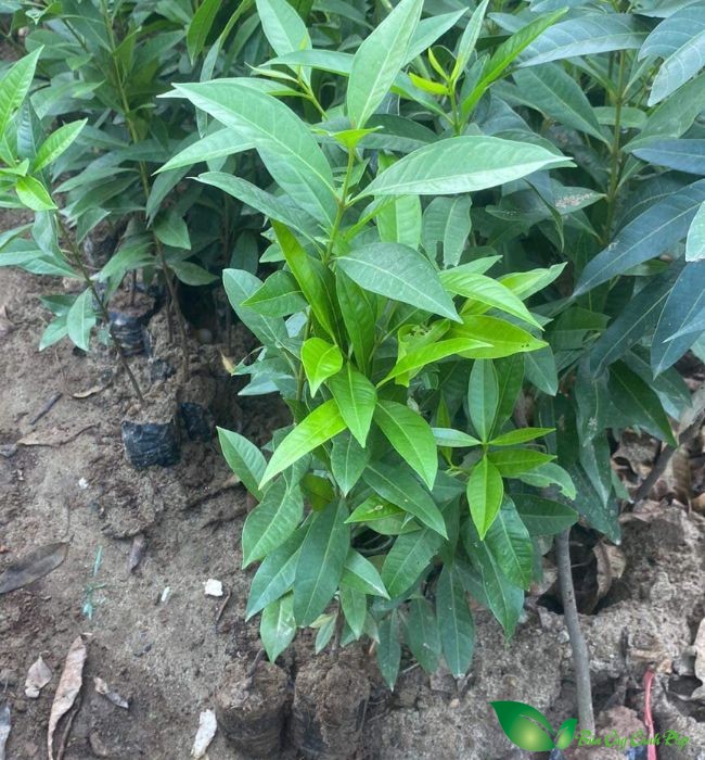 cây vối nếp