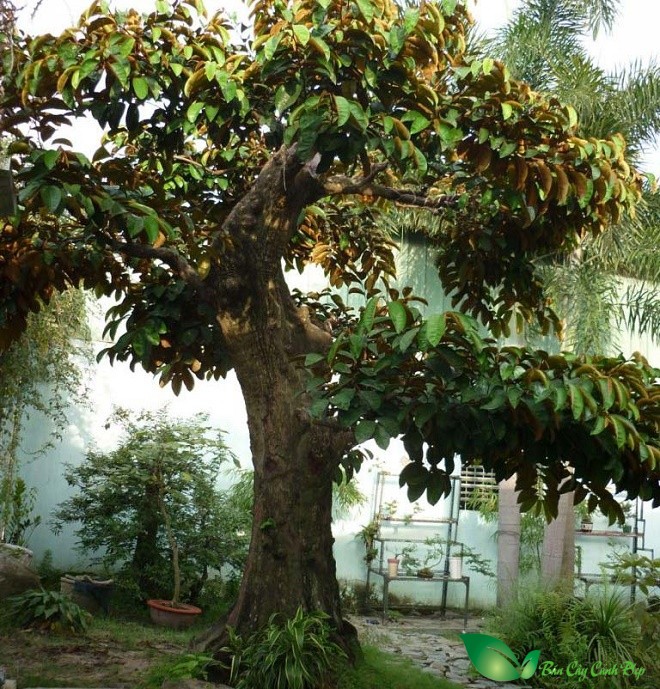 cay vu sua trong san vuon