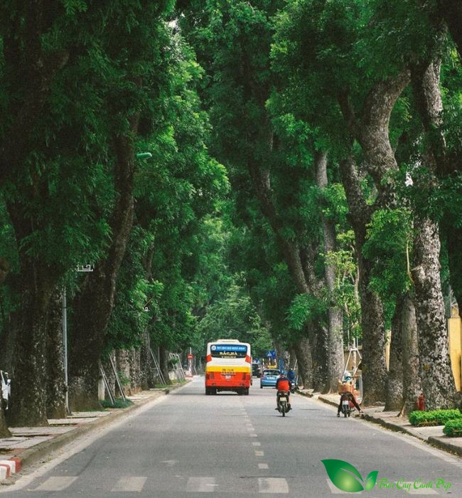 Cây xà cừ trồng khuôn viên cây xanh
