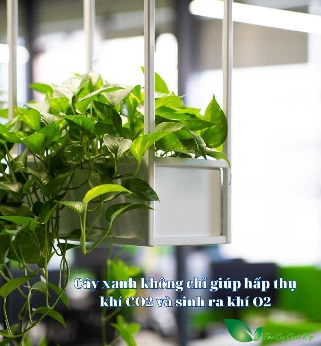 cây xanh tao oxi
