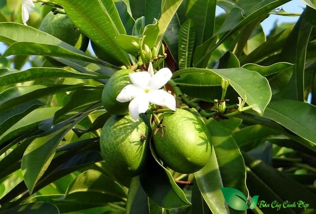 Cây xoài biển
