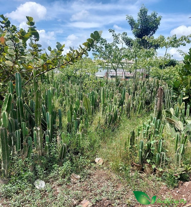 Cây xương rồng