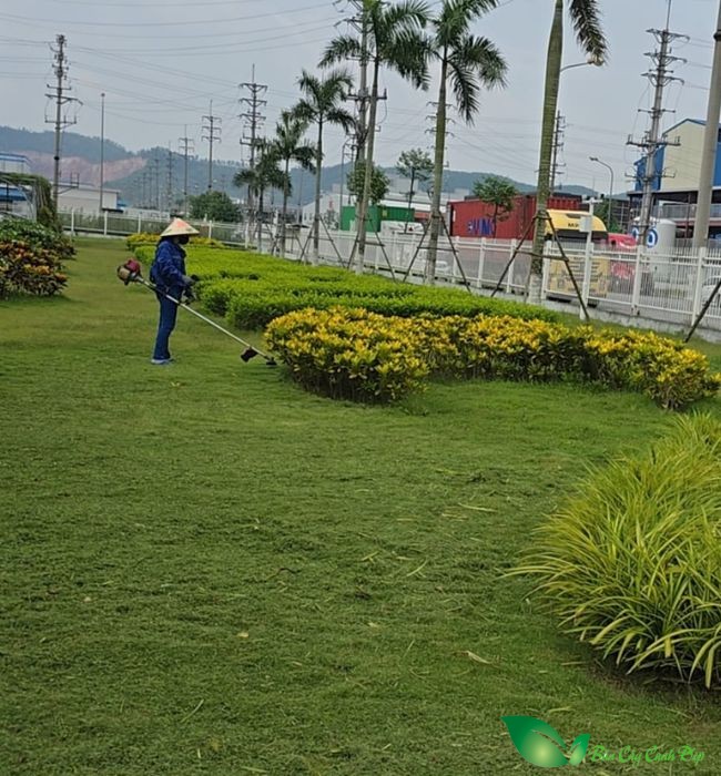 chăm sóc thảm cỏ