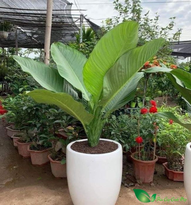 Chậu cây đại phú gia