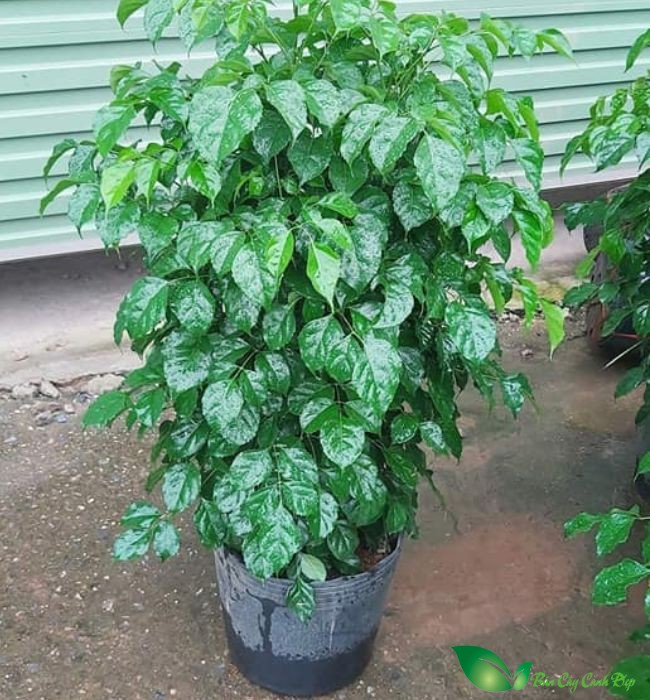 Hạnh phúc