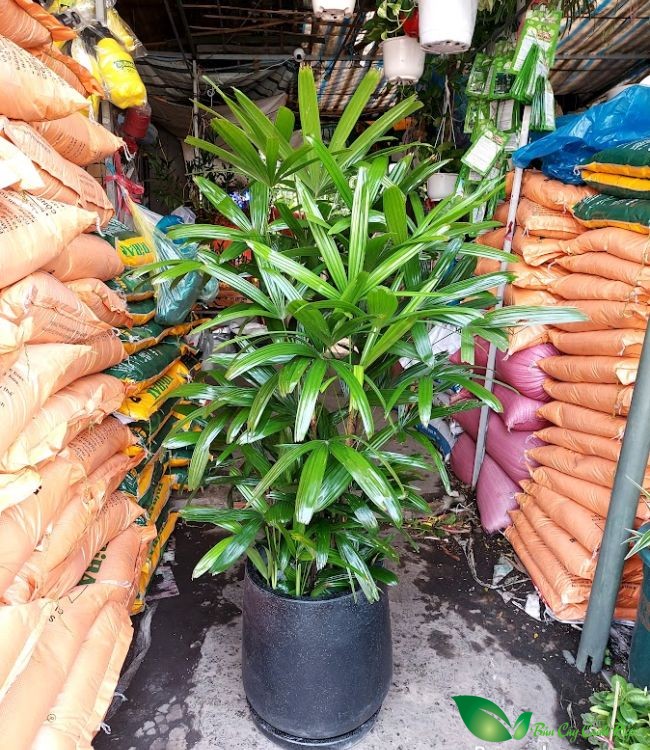 Chậu cây mật cật