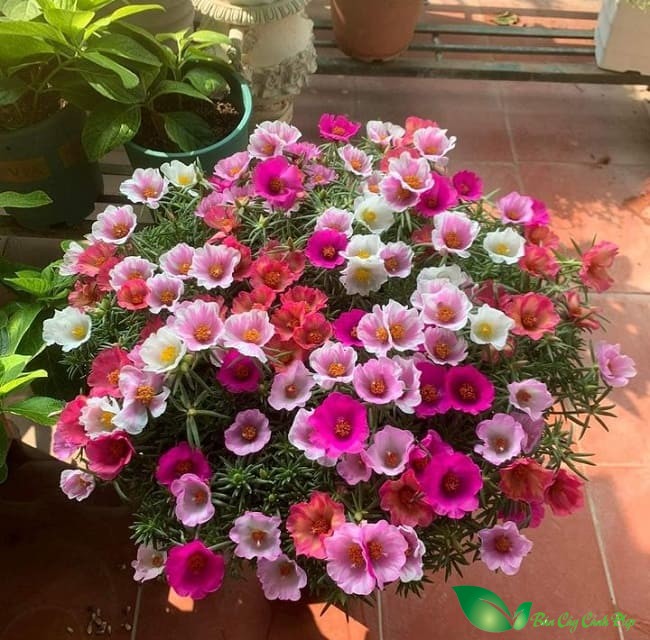 Chậu Hoa Mười Giờ Mỹ Cánh Đơn