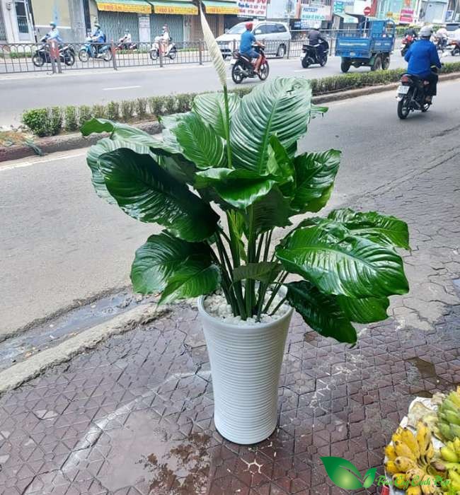 Chậu lan ý mỹ