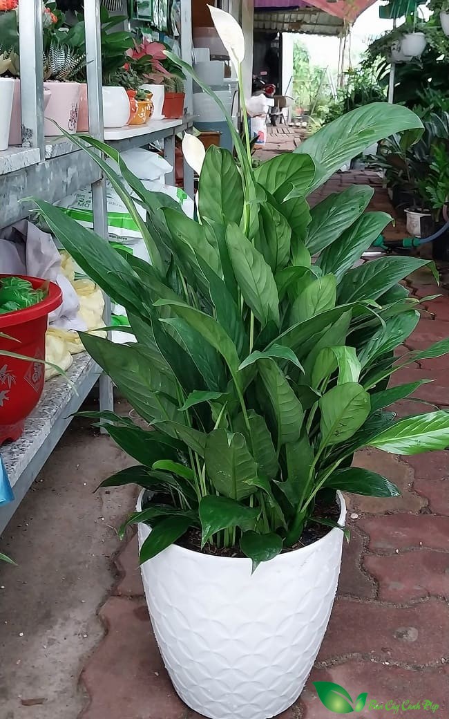 Chậu Lan ý