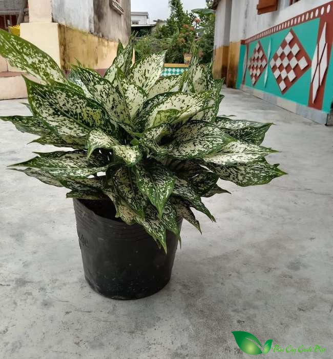 chậu ngọc ngân