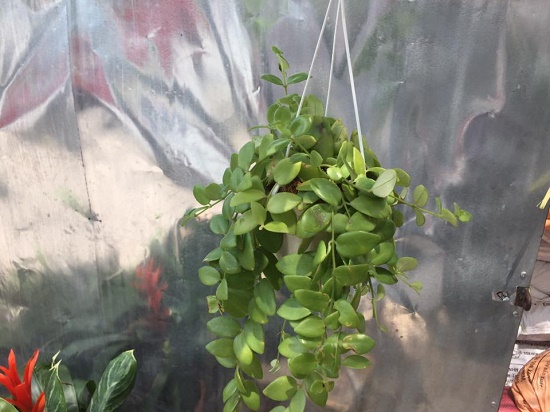 Chậu treo nhí son đẹp
