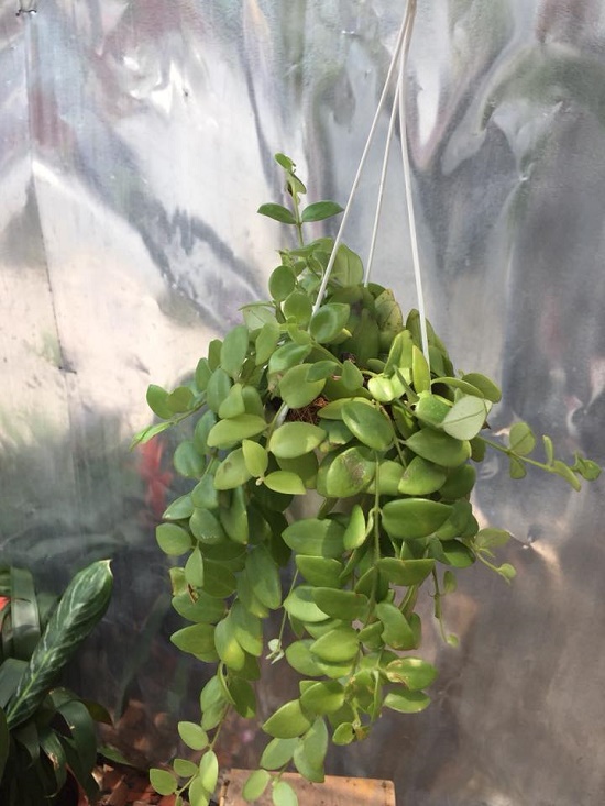 Chậu treo nhí son