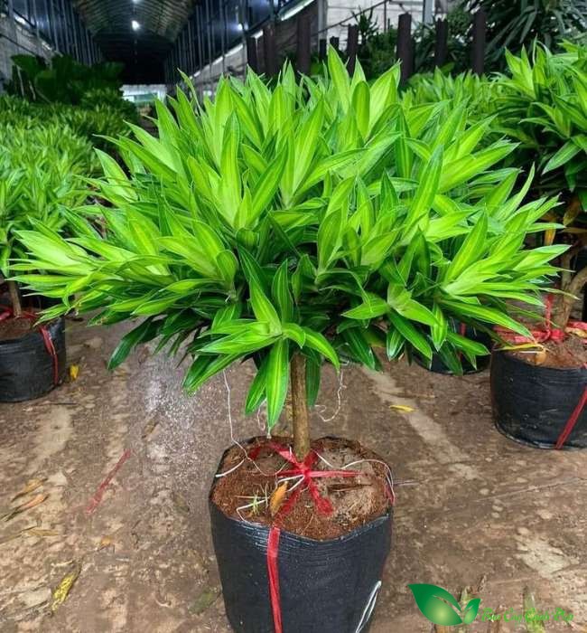 Chậu cây trúc bách hợp