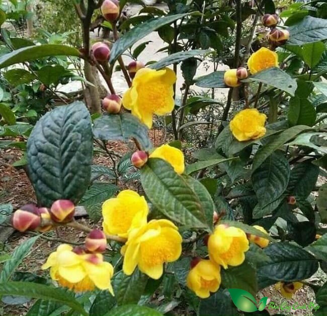 chè hoa vàng