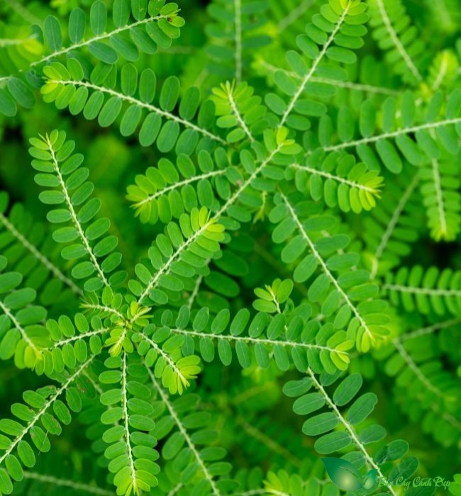 Chó đẻ răng cưa