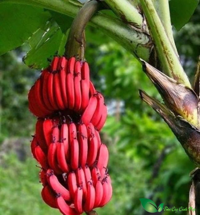 Chuối Đỏ Dacca
