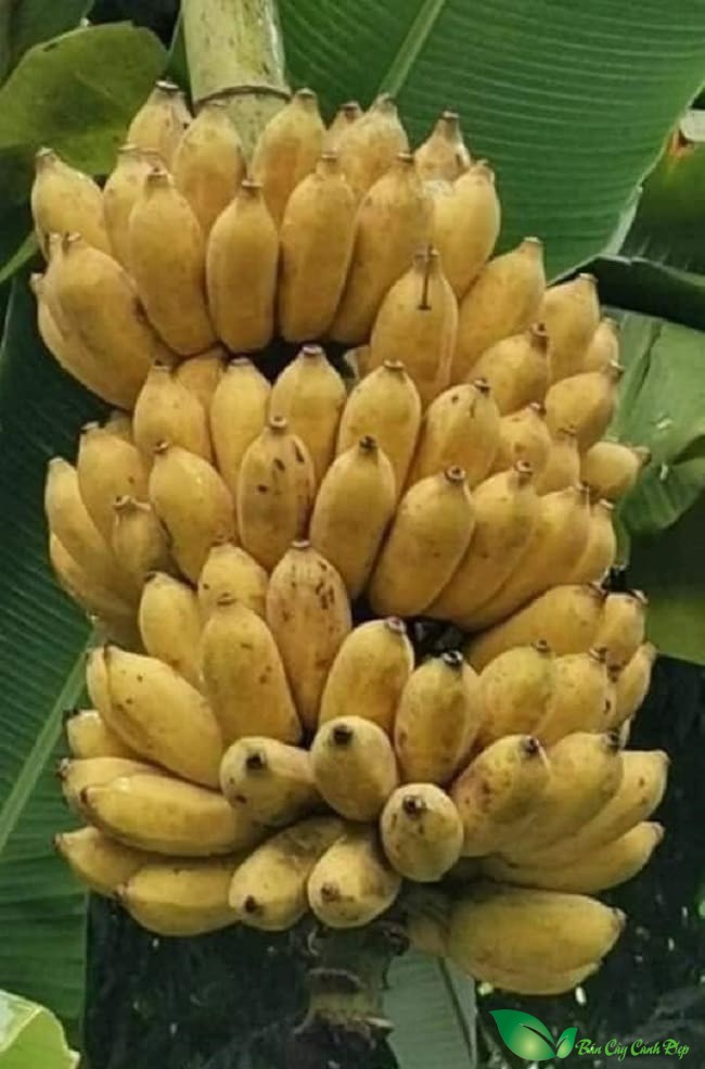 chuối sáp nghệ