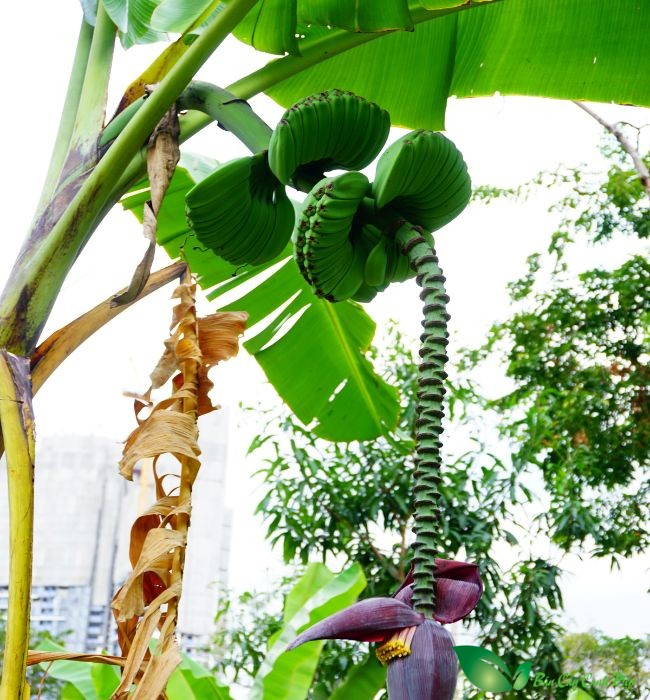 Musa