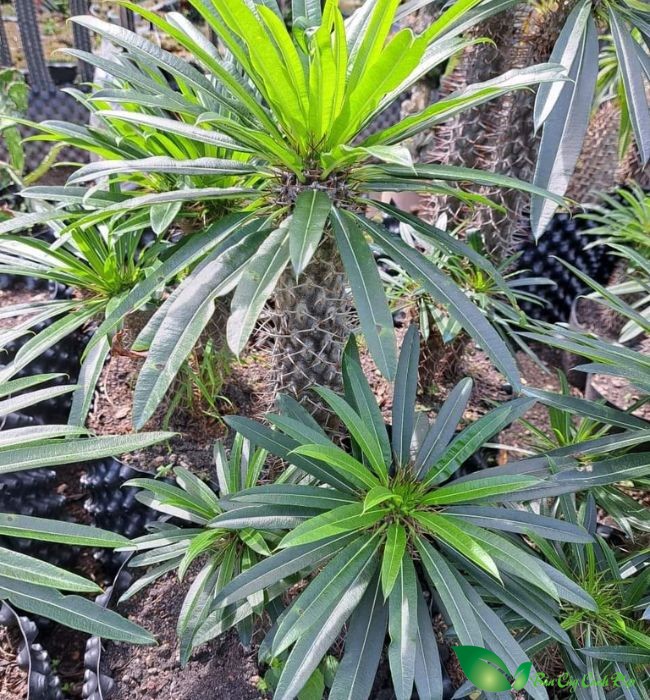Cọ madagascar