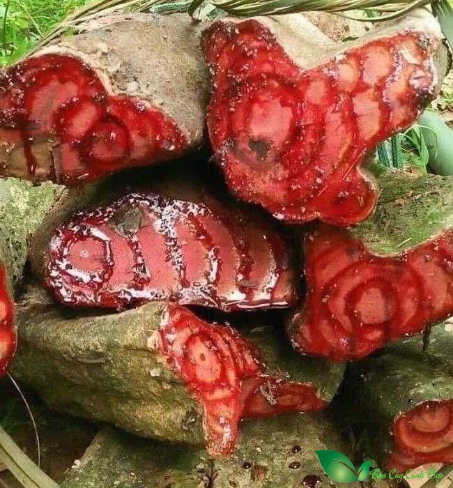 cỏ máu