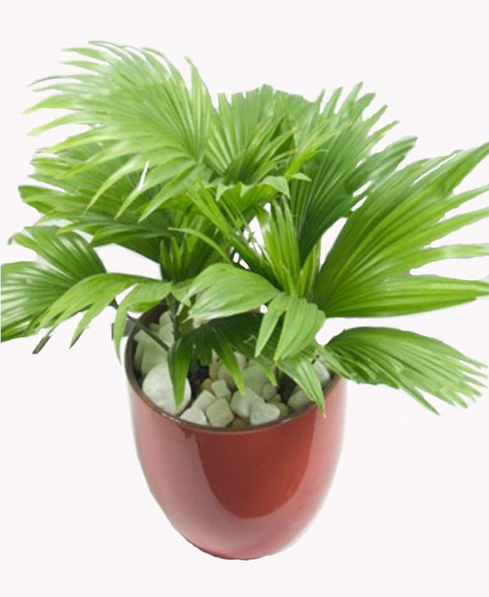 Cọ nhật