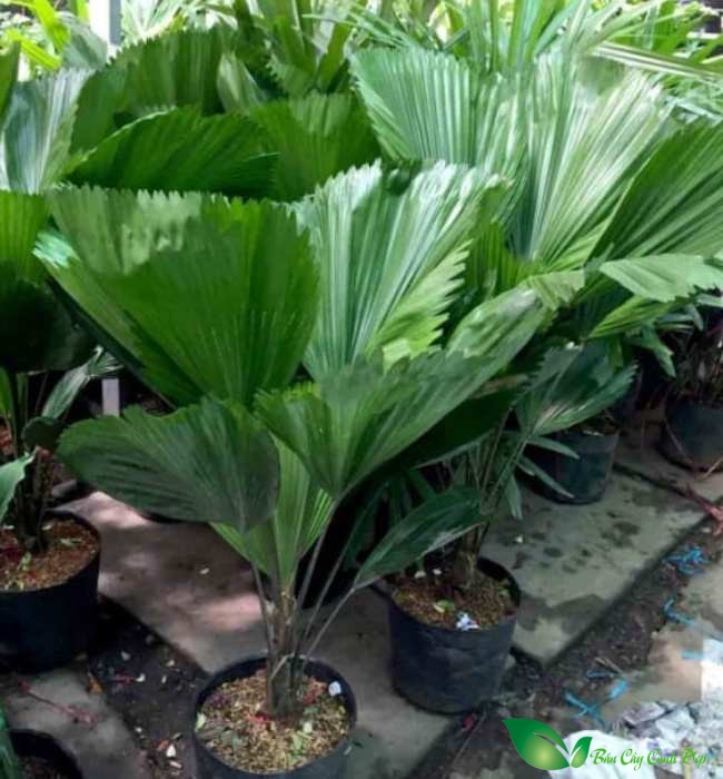 cọ nhật