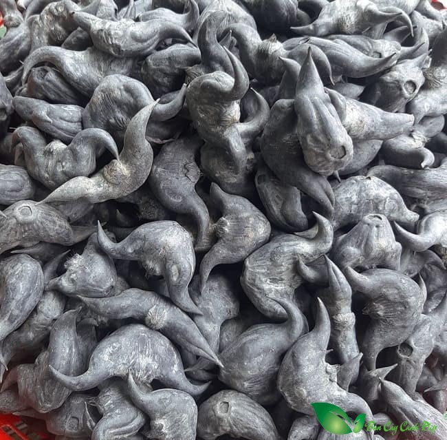 củ ấu