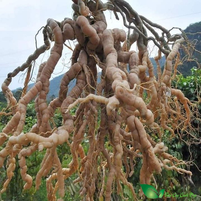 Củ cây ba kích
