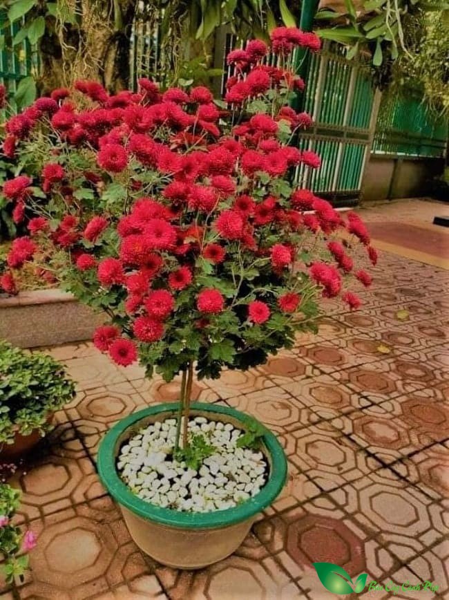 Cúc cổ sơn la