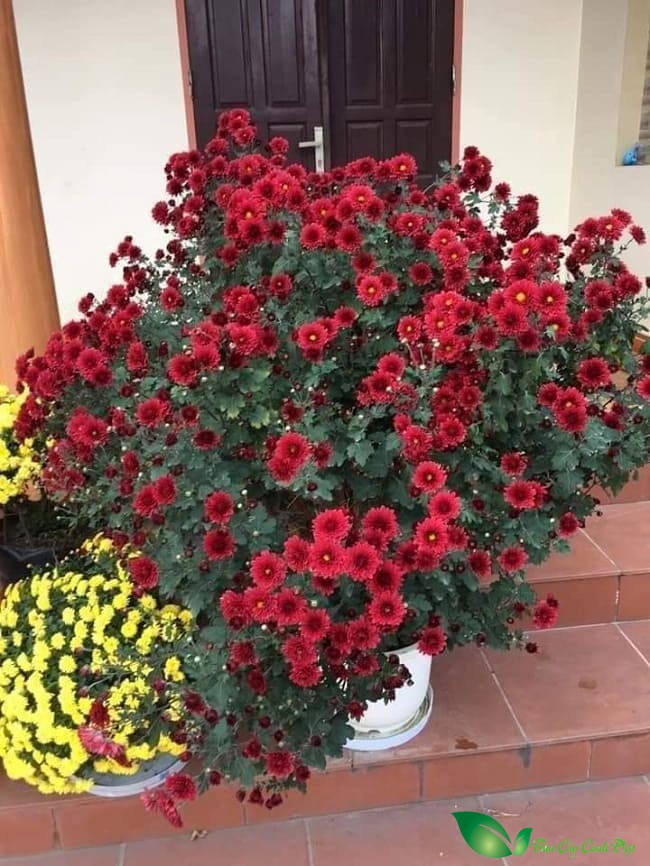 cúc cổ sơn la đẹp