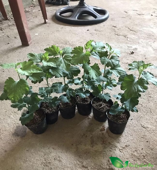 cúc cổ sơn la giống