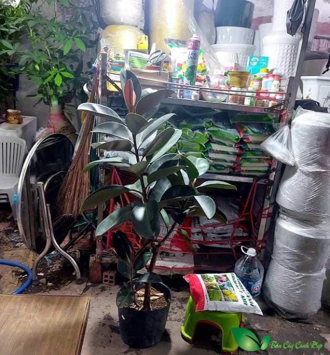 đa búp đỏ