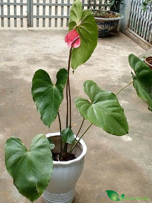 đại hồng môn