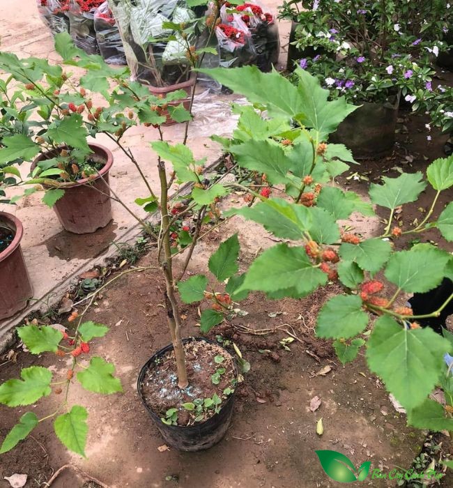 dâu tằm
