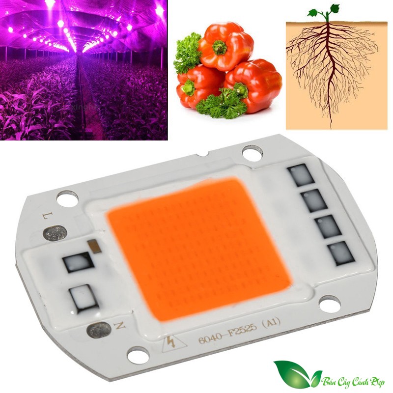 Đèn Led Cob