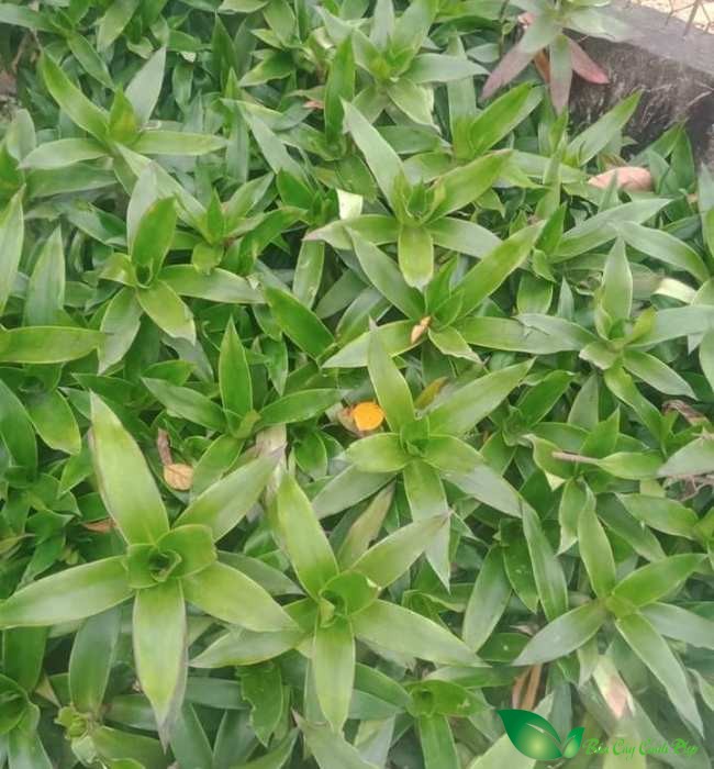 địa lan vòi
