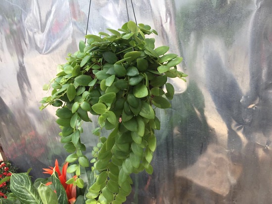 Gáo son lớn treo đẹp